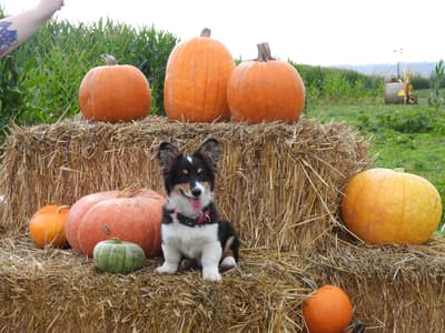 Opal - @thecorgitrio88